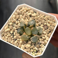 1.5'' Haworthia Maughanii Green Mountain Variegated, Rare Live Succulent Plants