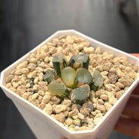 1.5'' Haworthia Maughanii Green Mountain Variegated, Rare Live Succulent Plants