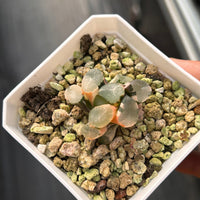 1.5'' Haworthia Maughanii Green Mountain Variegated, Rare Live Succulent Plants