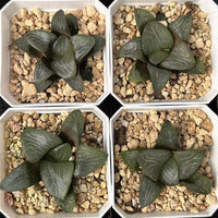 2.5'' Haworthia Correcta Mount Mikasa, Rare Live Succulent Plants