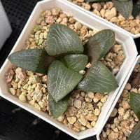2.5'' Haworthia Correcta Mount Mikasa, Rare Live Succulent Plants