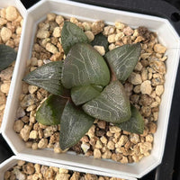 2.5'' Haworthia Correcta Mount Mikasa, Rare Live Succulent Plants