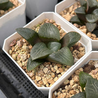 2.5'' Haworthia Correcta Mount Mikasa, Rare Live Succulent Plants