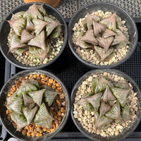 3'' Haworthia Badia Yoshiko, Rare Live Succulent Plants
