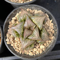 3'' Haworthia Badia Yoshiko, Rare Live Succulent Plants