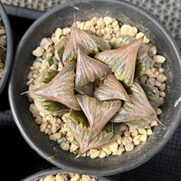 3'' Haworthia Badia Yoshiko, Rare Live Succulent Plants