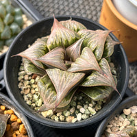 3'' Haworthia Badia Yoshiko, Rare Live Succulent Plants