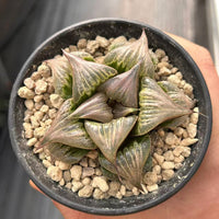 3'' Haworthia Badia Yoshiko, Rare Live Succulent Plants