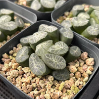 2'' Haworthia Maughanii Rainbow, Rare Live Succulent Plants