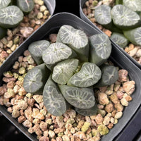 2'' Haworthia Maughanii Rainbow, Rare Live Succulent Plants