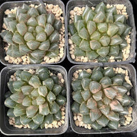 3'' Haworthia Dragon Claw, Rare Live Succulent Plants