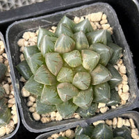 3'' Haworthia Dragon Claw, Rare Live Succulent Plants