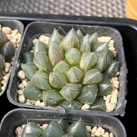 3'' Haworthia Dragon Claw, Rare Live Succulent Plants