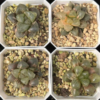 2'' Haworthia Cooperi Dark Black Variegated, Rare Live Succulent Plants