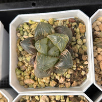 2'' Haworthia Cooperi Dark Black Variegated, Rare Live Succulent Plants