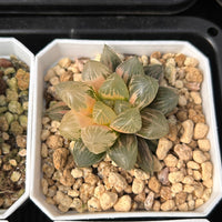 2'' Haworthia Cooperi Dark Black Variegated, Rare Live Succulent Plants