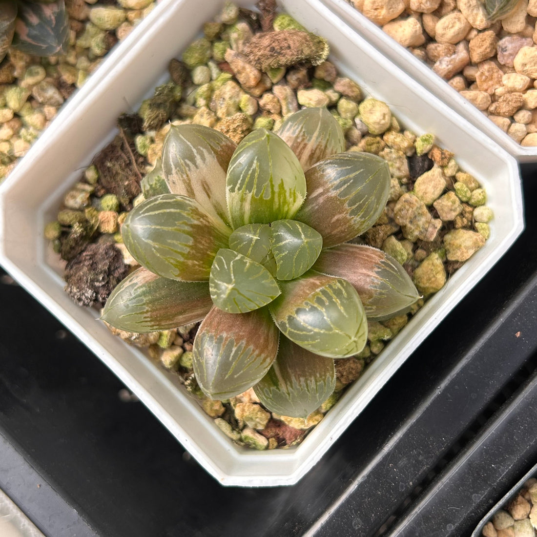 2'' Haworthia Cooperi Dark Black Variegated, Rare Live Succulent Plants