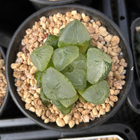 3'' Haworthia Poppy, Rare Live Succulent Plants