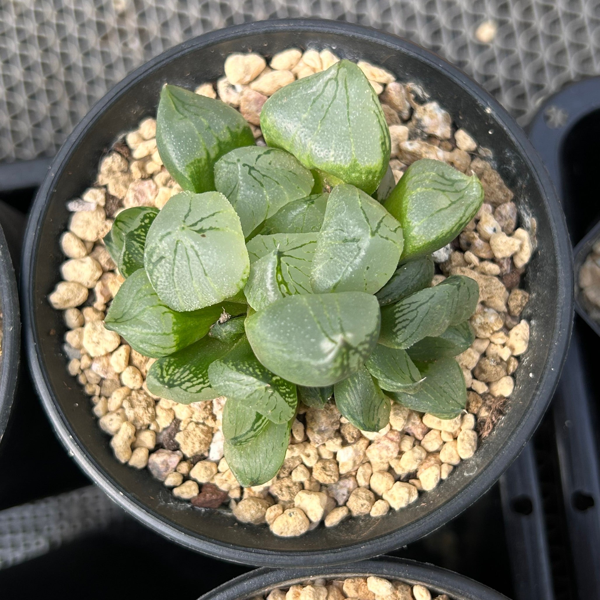 green succulent usps 3'' Haworthia Poppy, Rare Live Succulent Plants – cocosucculent