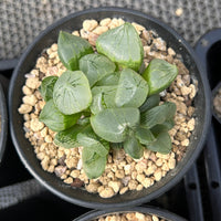 3'' Haworthia Poppy, Rare Live Succulent Plants