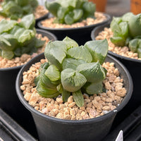 3'' Haworthia Poppy, Rare Live Succulent Plants