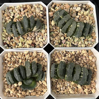 2.5'' Haworthia Truncate Coulee Variegated, Rare Live Succulent Plants