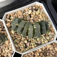 2.5'' Haworthia Truncate Coulee Variegated, Rare Live Succulent Plants