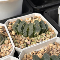 2.5'' Haworthia Truncate Coulee Variegated, Rare Live Succulent Plants
