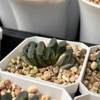 2.5'' Haworthia Truncate Coulee Variegated, Rare Live Succulent Plants