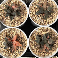 2.5'' Haworthia Shuten Doji, Rare Live Succulent Plants