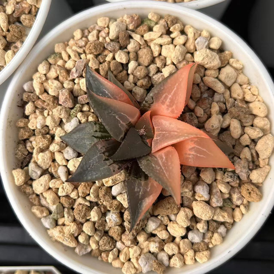 2.5'' Haworthia Shuten Doji, Rare Live Succulent Plants