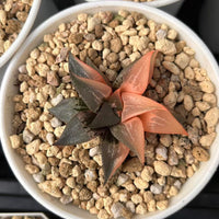 2.5'' Haworthia Shuten Doji, Rare Live Succulent Plants