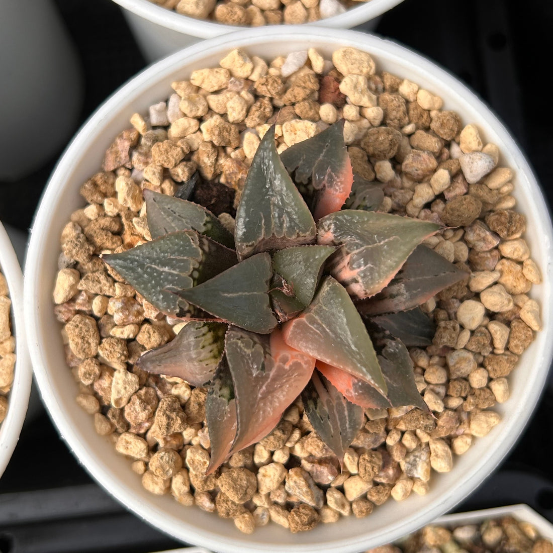 2.5'' Haworthia Shuten Doji, Rare Live Succulent Plants