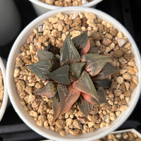 2.5'' Haworthia Shuten Doji, Rare Live Succulent Plants