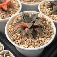 2.5'' Haworthia Shuten Doji, Rare Live Succulent Plants