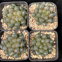 2.5'' Haworthia Cooperi OM, Rare Live Succulent Plants
