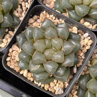 2.5'' Haworthia Cooperi OM, Rare Live Succulent Plants