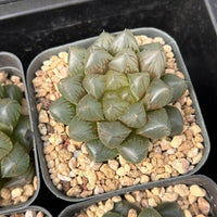 2.5'' Haworthia Cooperi OM, Rare Live Succulent Plants
