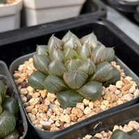 2.5'' Haworthia Cooperi OM, Rare Live Succulent Plants