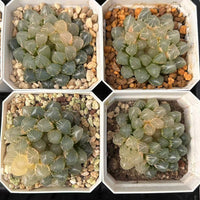 2.5'' Haworthia Neon Light Variegated, Rare Live Succulent Plants