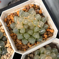 2.5'' Haworthia Neon Light Variegated, Rare Live Succulent Plants