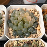 2.5'' Haworthia Neon Light Variegated, Rare Live Succulent Plants
