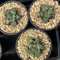 2'' Haworthia Correcta Auspicious Clouds, Rare Live Succulent Plants