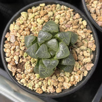 2'' Haworthia Correcta Auspicious Clouds, Rare Live Succulent Plants