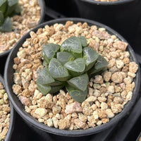2'' Haworthia Correcta Auspicious Clouds, Rare Live Succulent Plants