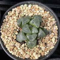 2'' Haworthia Correcta Auspicious Clouds, Rare Live Succulent Plants