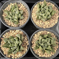 3'' Haworthia Cooperi White Fox, Rare Live Succulent Plants