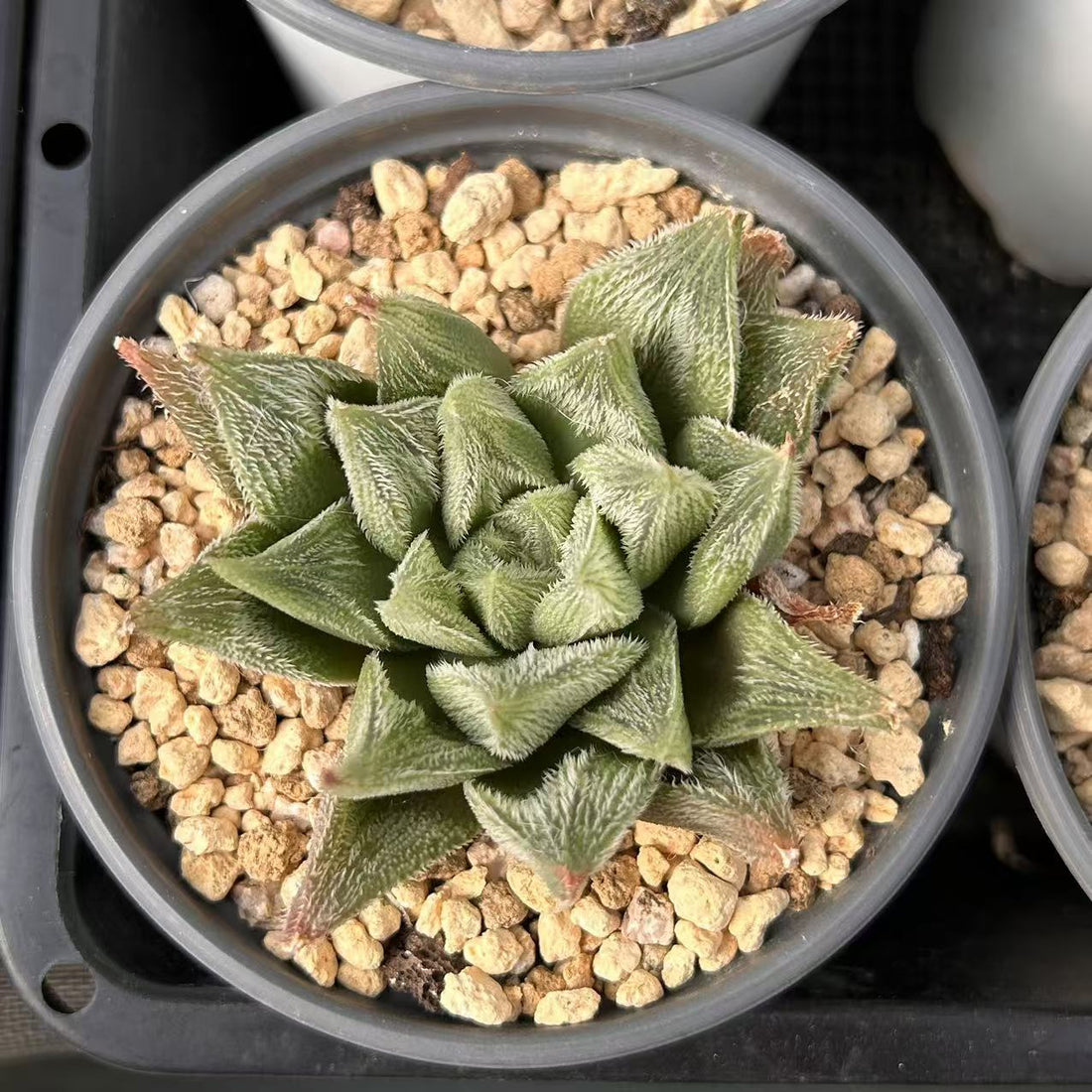 3'' Haworthia Cooperi White Fox, Rare Live Succulent Plants