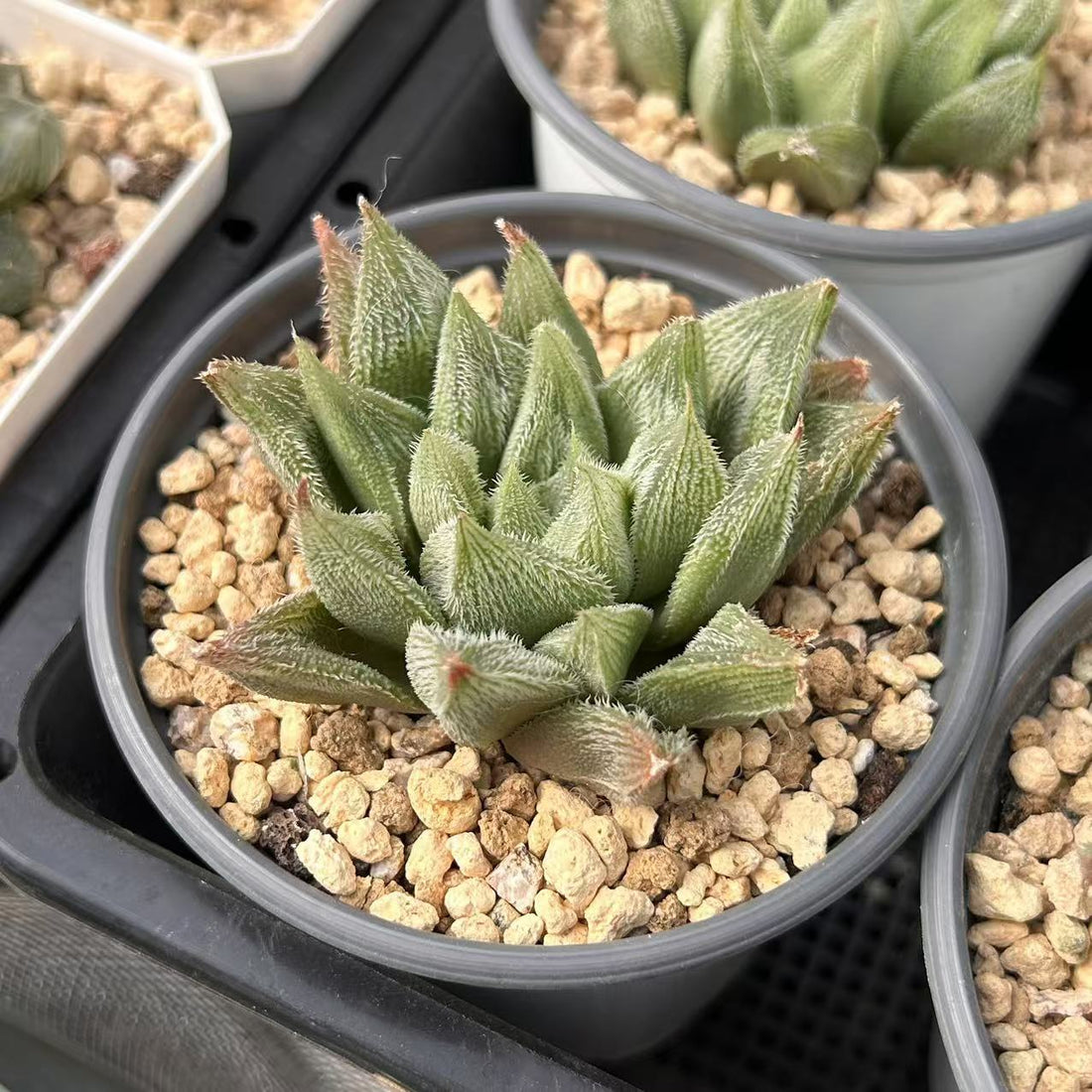 3'' Haworthia Cooperi White Fox, Rare Live Succulent Plants