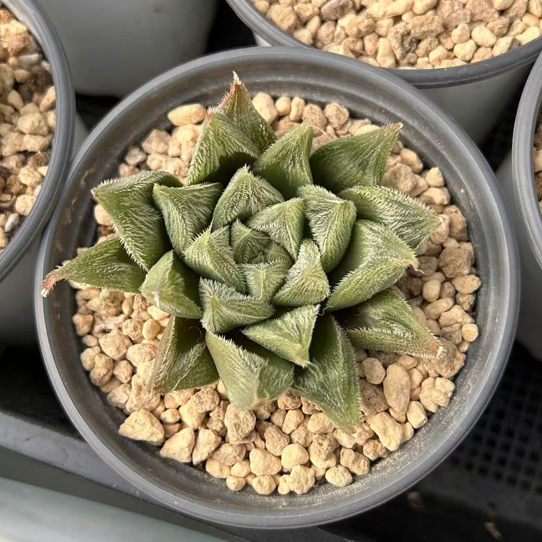 3'' Haworthia Cooperi White Fox, Rare Live Succulent Plants